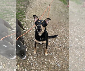 Forrest - Male Mutt Dog for Adoption - Photo #2