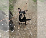 Small Photo #2 Mutt Puppy For Sale in Jackson, MS, USA