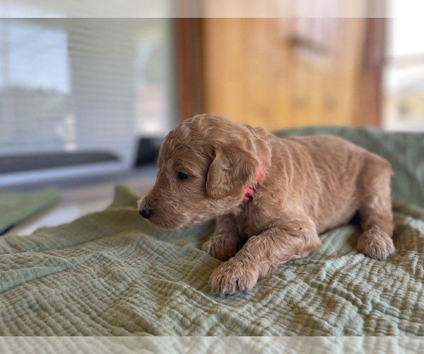 Medium Photo #5 Poodle (Standard) Puppy For Sale in KOKOMO, IN, USA