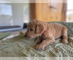 Medium Poodle (Standard)