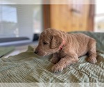 Puppy Finch Poodle (Standard)
