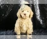 Puppy Butterfinge F1B Goldendoodle (Miniature)