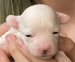 Small Photo #4 Maltese Puppy For Sale in NEWNAN, GA, USA