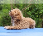 Small #13 Poodle (Toy)