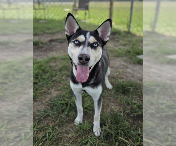 Medium Photo #2 Siberian Husky-Unknown Mix Puppy For Sale in Rosenberg, TX, USA