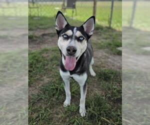 MISHA - Female Siberian Husky-Unknown Mix Dog for Adoption - Photo #2