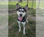 Small Photo #2 Siberian Husky-Unknown Mix Puppy For Sale in Rosenberg, TX, USA