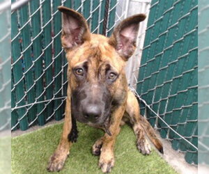German Shepherd Dog-Unknown Mix Dogs for adoption in Downey, CA, USA