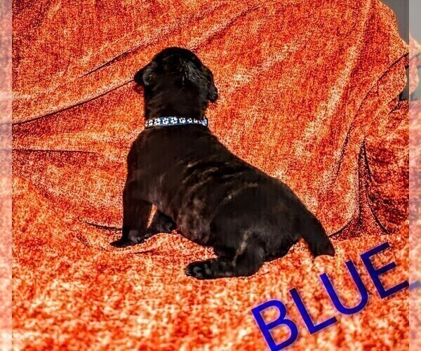 Medium Photo #33 Presa Canario Puppy For Sale in PHILADELPHIA, PA, USA