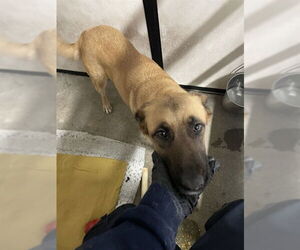 German Shepherd Dog Dogs for adoption in Stockton, CA, USA