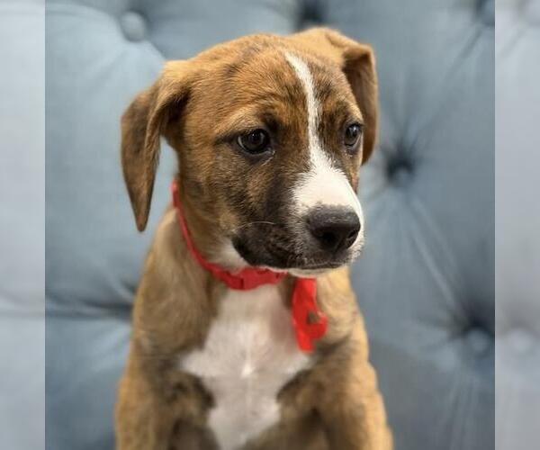 Medium Photo #6 Labrador Retriever-Unknown Mix Puppy For Sale in San Diego, CA, USA