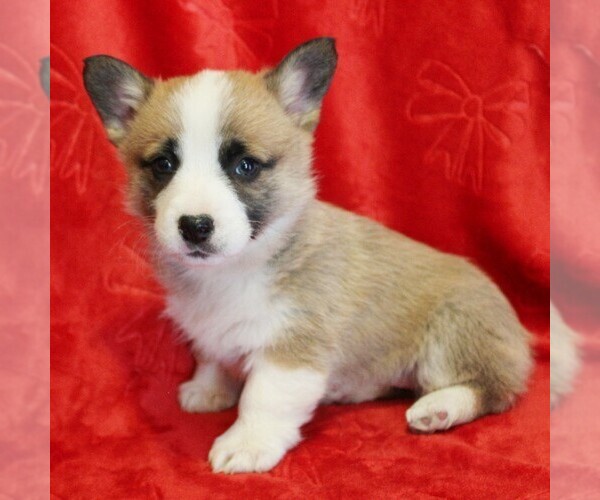 Medium Photo #2 Pembroke Welsh Corgi Puppy For Sale in COATESVILLE, PA, USA