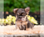 Small #1 French Bulldog