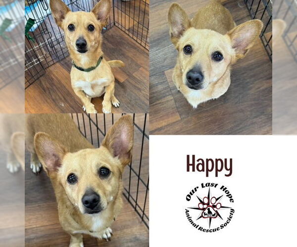 Medium Photo #1 Chihuahua-Unknown Mix Puppy For Sale in Princeton, British Columbia, Canada