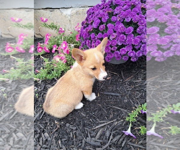 Medium Photo #5 Pembroke Welsh Corgi Puppy For Sale in SHILOH, OH, USA