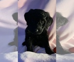 Small Photo #37 Goldendoodle Puppy For Sale in DYERSBURG, TN, USA