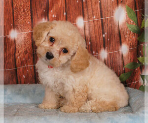 Shih-Poo Puppy for sale in PENNS CREEK, PA, USA
