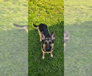German Shepherd Dog Dogs for adoption in New Hill, NC, USA