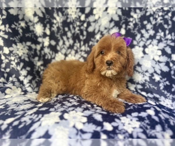Medium Photo #3 Cock-A-Poo Puppy For Sale in LAKELAND, FL, USA