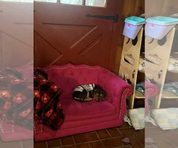 Medium Photo #3 Plott Hound-Retriever  Mix Puppy For Sale in Mechanicsburg, PA, USA