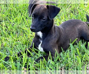 Chihuahua-Unknown Mix Dogs for adoption in The Woodlands, TX, USA