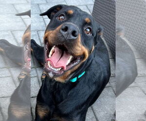 Rottweiler Dogs for adoption in Hillsboro, NH, USA