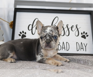 French Bulldog Puppy for sale in WOOSTER, OH, USA