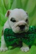 Small Photo #11 English Bulldog Puppy For Sale in HAMILTON, OH, USA