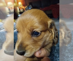 Dachshund Puppy for sale in SOUTH HAVEN, KS, USA
