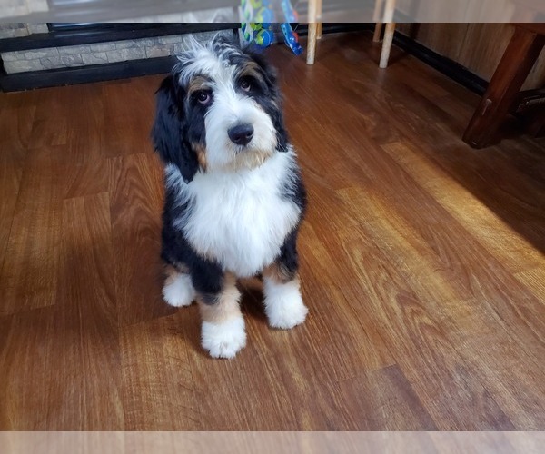 Medium Photo #3 Bernedoodle Puppy For Sale in COLORADO SPRINGS, CO, USA