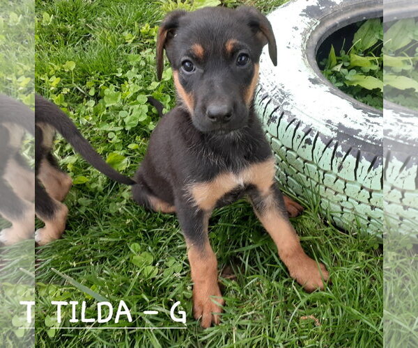 Medium Photo #1 German Shepherd Dog-Unknown Mix Puppy For Sale in Hinton, WV, USA