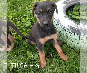 German Shepherd Dog-Unknown Mix Dogs for adoption in Hinton, WV, USA