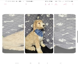 Bernedoodle Puppy for sale in BERLIN, WI, USA