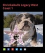 Small Photo #1 Bulldog Puppy For Sale in PLANO, TX, USA