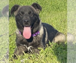 Akita-Labrador Retriever Mix Dogs for adoption in KLONDIKE, TX, USA