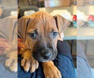 Boxer-Unknown Mix Dogs for adoption in Holly Springs, NC, USA