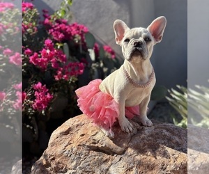 French Bulldog Puppy for sale in BUCKEYE, AZ, USA