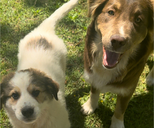 Australian Shepherd-Great Pyrenees Mix Puppy for sale in PIKE ROAD, AL, USA