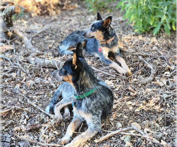 Medium Photo #4 Mutt Puppy For Sale in Paso Robles, CA, USA