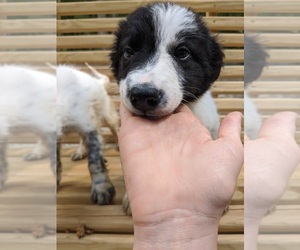 Border Collie Puppy for sale in SPENCER, TN, USA