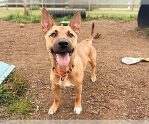 Corgi German Shepherd Dogs for adoption in McKinleyville, CA, USA