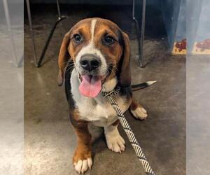 Bagle Hound Dogs for adoption in Rockwall, TX, USA
