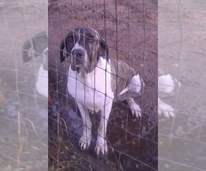 Amabella - Female Brazilian Mastiff Dog for Adoption - Photo #3