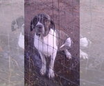 Small #2 Brazilian Mastiff