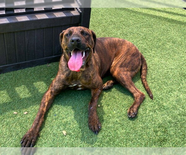 Medium Photo #1 Rhodesian Ridgeback-Unknown Mix Puppy For Sale in Orange, CA, USA