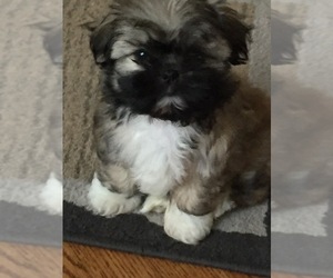 Shih Tzu Puppy for sale in HAMMOND, IN, USA