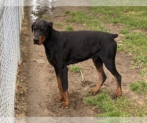 Father of the Doberman Pinscher puppies born on 03/26/2023