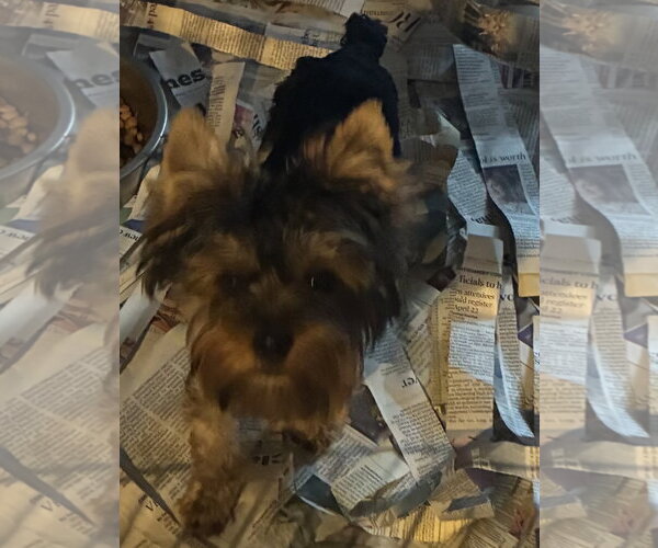 Medium Photo #1 Mutt Puppy For Sale in Pottstown, PA, USA