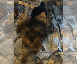 Mutt Dogs for adoption in Pottstown, PA, USA