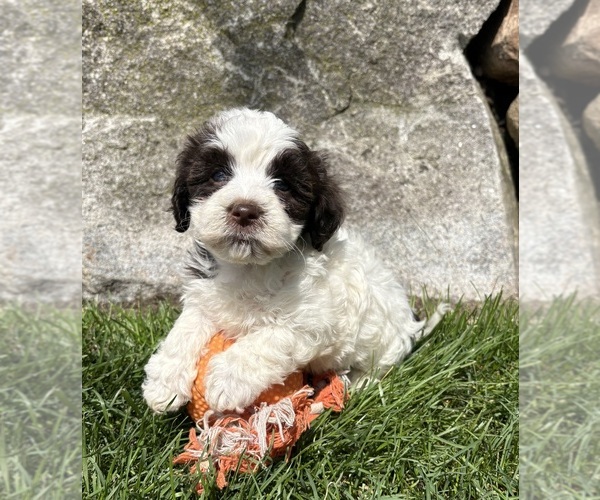 Medium Photo #1 Havanese Puppy For Sale in MIDDLEBURY, IN, USA